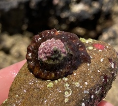 Megastraea undosa