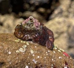 Megastraea undosa