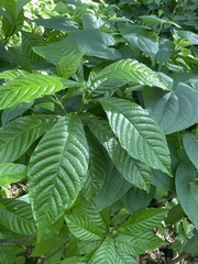 Psychotria nervosa