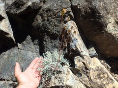 Packera eurycephala lewisrosei