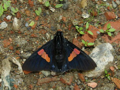Mimoniades nurscia