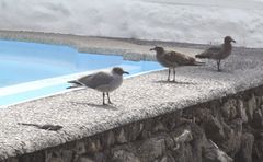 Leucophaeus fuliginosus