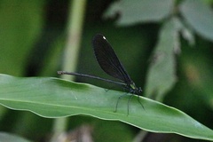 Matrona cyanoptera