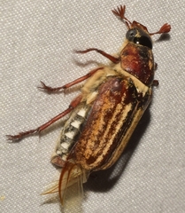 Anoxia australis