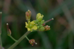 Rorippa nudiuscula