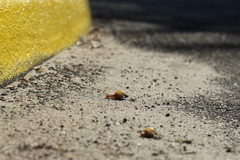 Bulimulus bonariensis