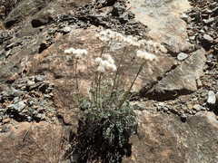 Packera eurycephala lewisrosei