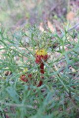 Isopogon ceratophyllus