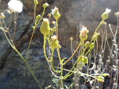 Packera eurycephala lewisrosei