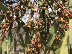 Eucalyptus oleosa