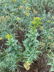 Solidago rugosa