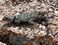 Sceloporus poinsettii