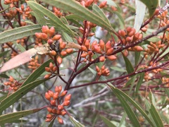 Eucalyptus oleosa