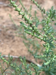 Bassia scoparia