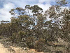 Eucalyptus oleosa