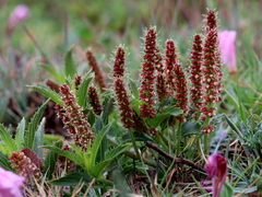 Acalypha angustata