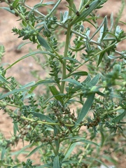 Bassia scoparia