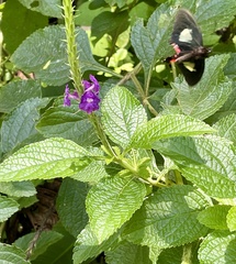Stachytarpheta frantzii