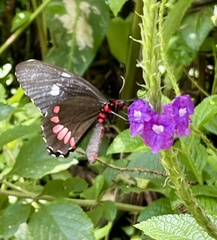 Stachytarpheta frantzii
