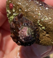 Megastraea undosa