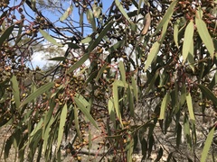 Eucalyptus oleosa