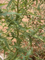 Bassia scoparia
