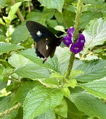 Stachytarpheta frantzii