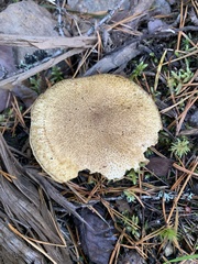 Suillus variegatus