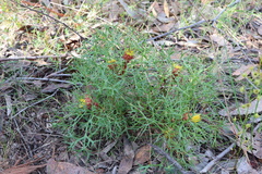 Isopogon ceratophyllus
