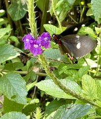 Stachytarpheta frantzii