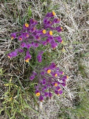 Senecio conyzifolius