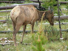 Cervus canadensis canadensis