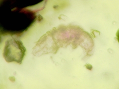 Tardigrada
