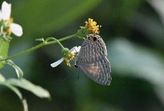 Jamides alecto dromicus