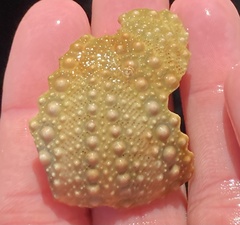 Strongylocentrotus purpuratus