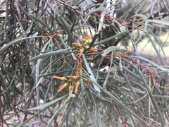 Eucalyptus spathulata