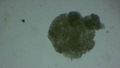 Bacteria