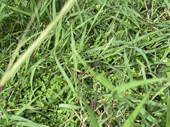 Psichotoe duvaucelii