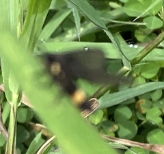 Psichotoe duvaucelii