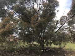Eucalyptus spathulata