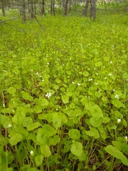Claytonia
