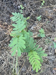 Desmanthus leptolobus