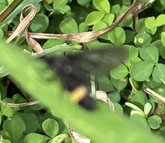 Psichotoe duvaucelii