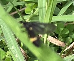 Psichotoe duvaucelii