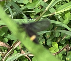 Psichotoe duvaucelii