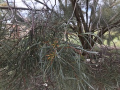Eucalyptus spathulata