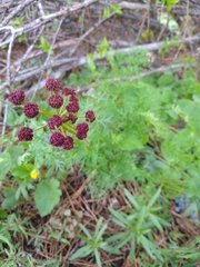 Lomatium
