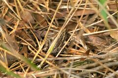 Discoglossus galganoi