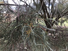 Eucalyptus spathulata
