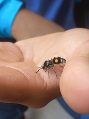 Hoplomutilla